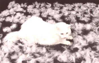Laneno seme pri mačkah: razlogi, trajanje, kako zmanjšati količino volne