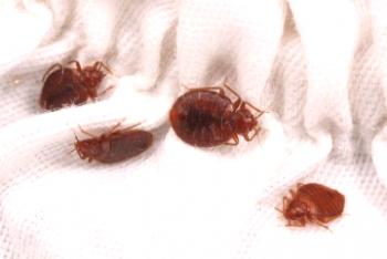 Bed bugs: kako se znebiti doma