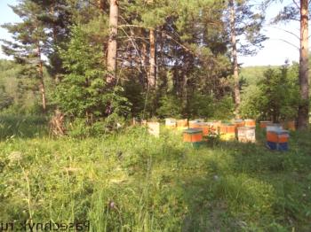 Методи за пчеларство на рамката 145: характеристики и ползи