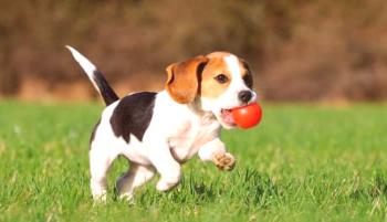 Cachorros Beagle (foto): cuidado competente para inconvenientes lindos