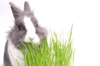 Kaj trava lahko in ne moremo dati zajcem: fotografija