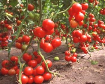 Cuidado de los tomates en un invernadero.