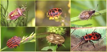 Unas palabras sobre insectos de jardín y cómo destruirlos.