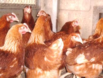 Beneficios del pollo Rodonit - razas de tela