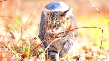 Gato siberiano (foto): un bonito mullido con un personaje real