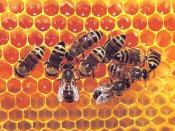 ¿Cómo hacen las abejas los panales?