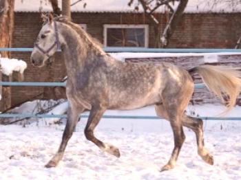 Kaj pasme konj pasme v regiji Sverdlovsk