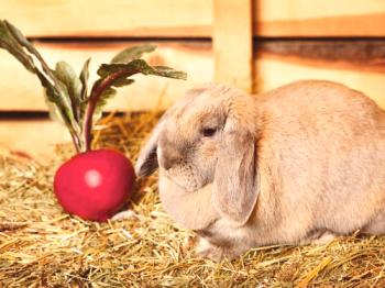 ¿Es posible dar remolacha a conejos: rojo, forraje?