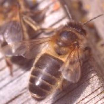 Especies de abejas y sus características con fotos y videos.
