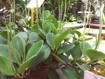 Pimemia magnoliativa: foto, cuidado del hogar