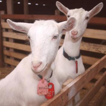Zaanenske koze: opis pasme, zmogljivost