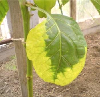 Zakaj rumeni listi v papriki v rastlinjaku