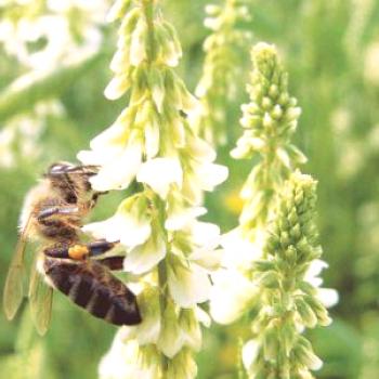 Буркун като мед и неговите ползи за пчеларството