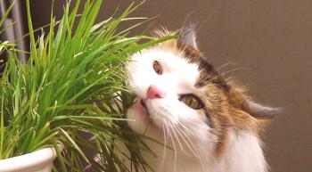 Césped para gatos: lo que a los gatos les encanta plantar, precios.