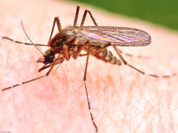 ¿Cuánto vive un mosquito?