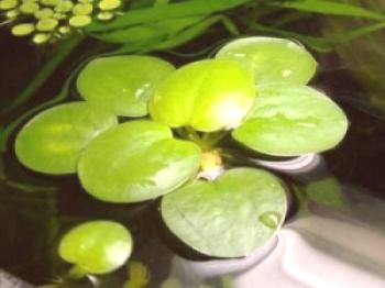 Limbium ali hitro rastoča rastlina na površini vode