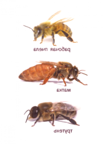 Características y descripción de la abeja trabajadora.