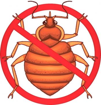 Колко опасни са хлебарки и как да се отървем от тях без помощта на специалист?