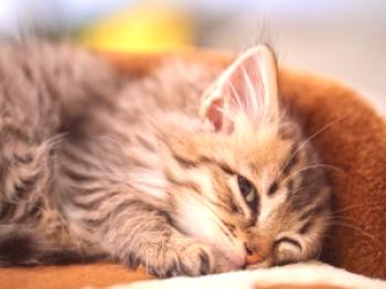 Somnolencia para gatos