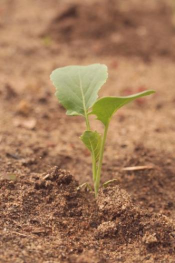 Pobiranje sadik zelja: kako in kdaj