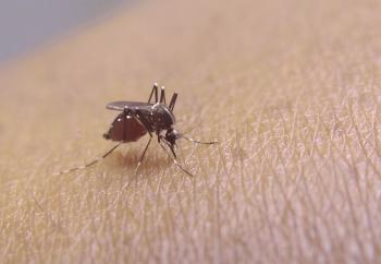 Una visión general de las mejores trampas para mosquitos: desde caseros hasta propano