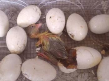 Eliminamos los gansos en la incubadora en casa: video