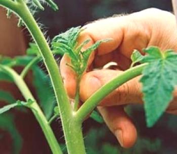 Tomates en escabeche en el invernadero: un esquema y un video Cómo encurtir tomates en el invernadero