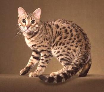 Bengalska mačka: značaj, opis značilnosti pasme, vzdrževanje in nega.