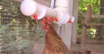 Kaj nahraniti piščance, tako da se jajca dobro prenašajo