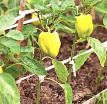 Pobiranje paprike v rastlinjaku: videi in namigi
