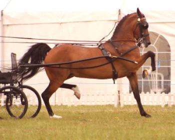Композитни породи коне: снимка, история и описание