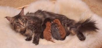 El gato dio a luz a los gatitos: ¿qué hacer al lado de los dueños?