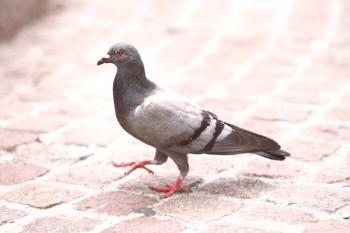 Zakaj golobi pri hoji kimajo: glavne teorije, značilnosti procesa