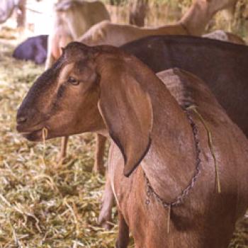 Нубийски кози: описание на породата, продуктивност, размножаване