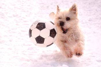 El perro es un futbolista