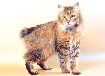 Bobil Kuril (foto): gato ruso de pelo corto