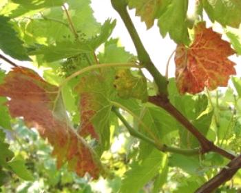 ¿Por qué ruborizar las hojas en las uvas?