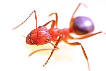 10 интересни факти за мравка