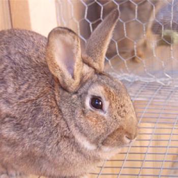 Mantener a los conejos en jaulas: tipos de células, pros y contras