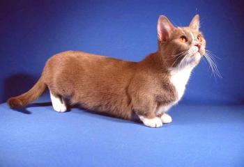 Najmanjša pasma mačk: Top 7 predstavnikov miniaturnih pasem