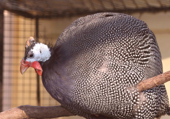 Cómo determinar el sexo de la gallina de Guinea en apariencia y voz.