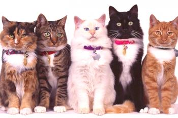 Cunas para gatos de niños: elegimos variantes de nombres populares e interesantes