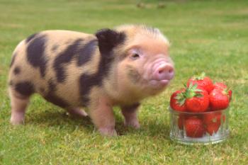 Mini-cerdos: descripción, foto