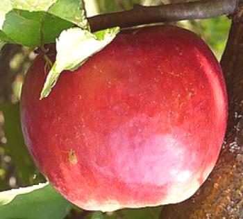 Razvrsti jabolka fotografijo z imenom in opisom: Zhigulivska, lepotna sverdlovskaya, khani kriz