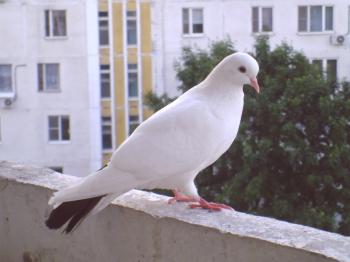Consejos sobre cómo deshacerse de las palomas en el balcón