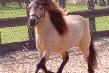 Konj konja Phalabelle: fotografija, vsebina, značilnosti