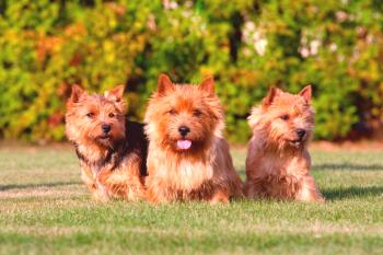 Norwich Terrier: Una descripción de la raza