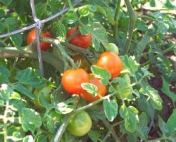 Alimentacion de tomates