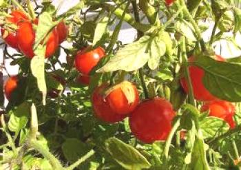 Maneras de cultivar tomates
