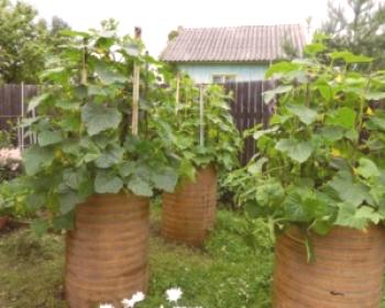 Cultivo de pepinos en un barril.
